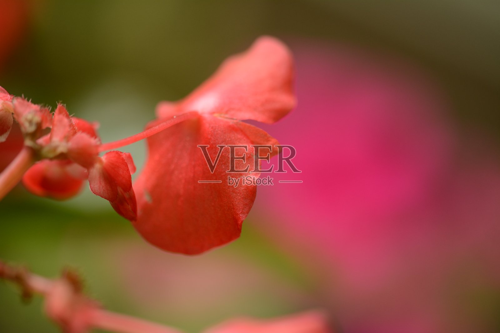 夏日鲜花盛开照片摄影图片