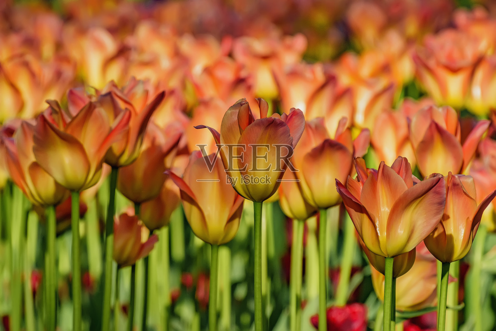 2019年5月在圣彼得堡的埃拉金岛举行的郁金香节。照片摄影图片