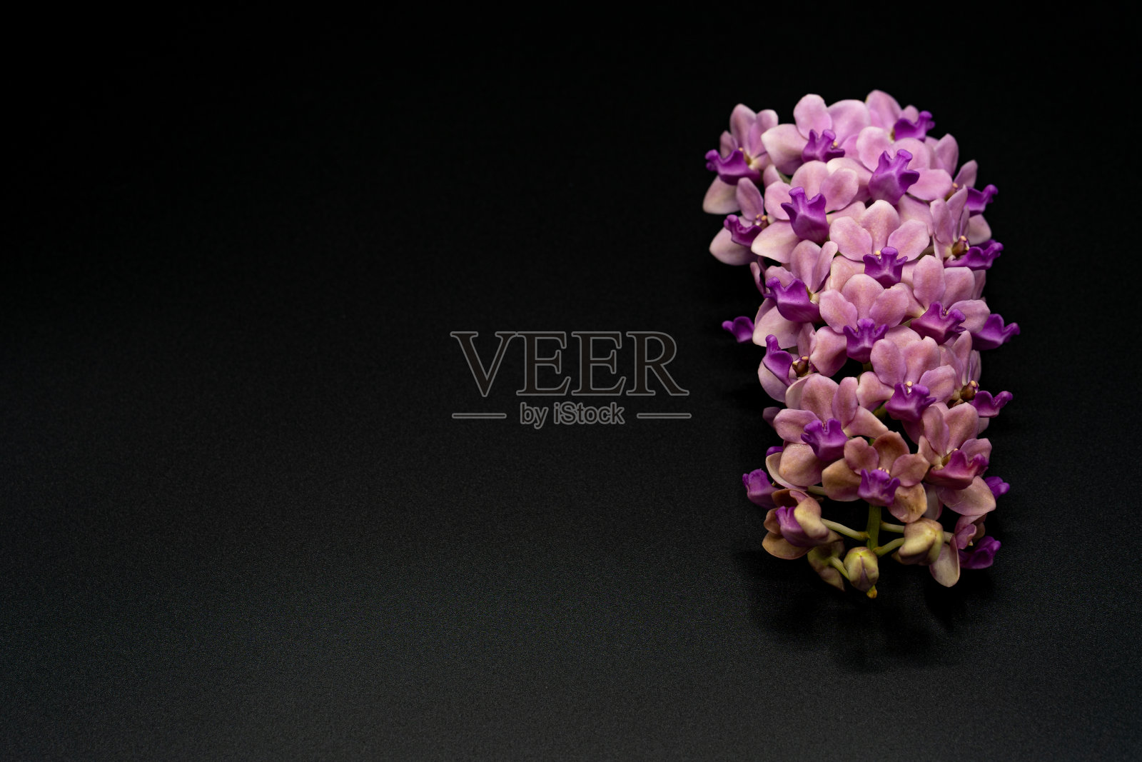 粉红色的唇柱兰孤立照片摄影图片