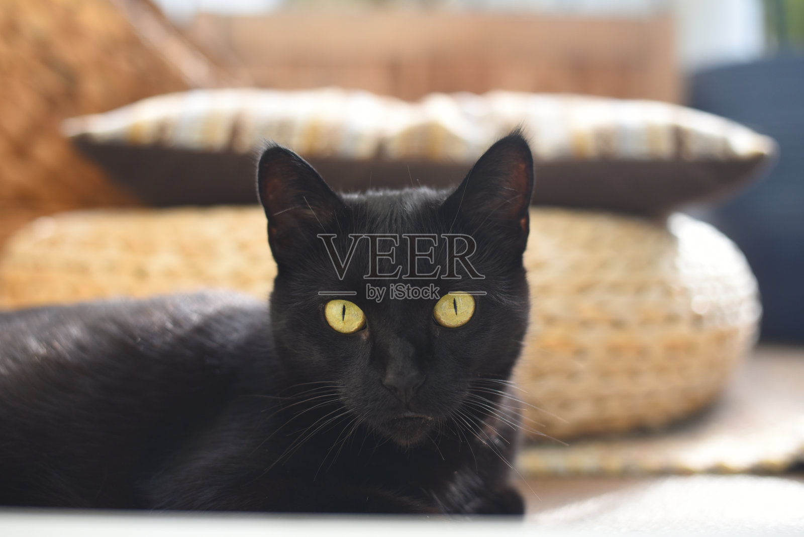 近距离的黑猫躺下看相机。照片摄影图片