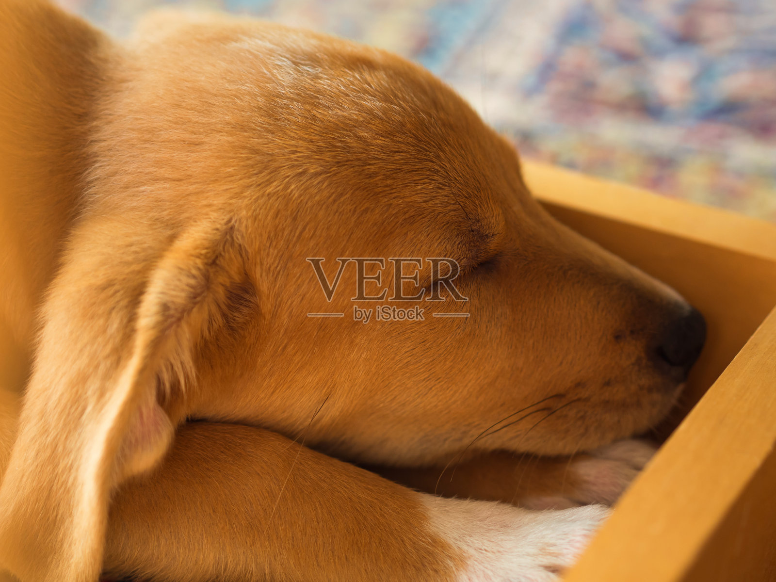 金色可爱的小狗睡在桌子下面照片摄影图片