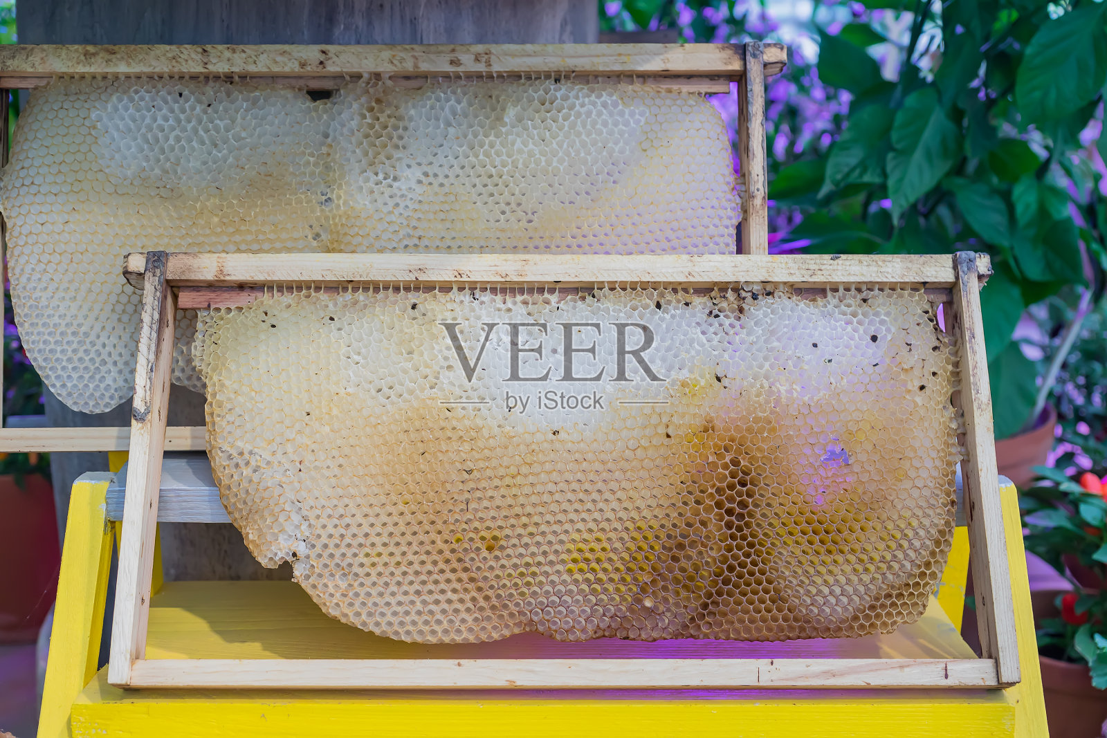 花园里有蜂巢和蜂蜜的框架。养蜂照片摄影图片