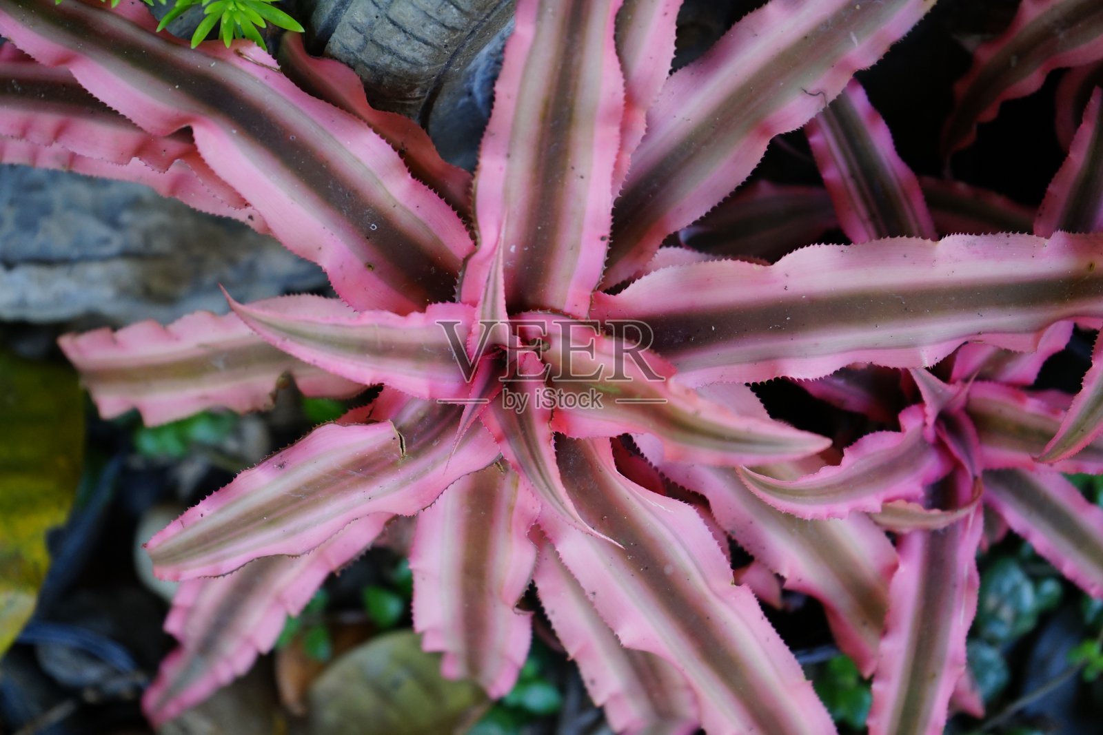 粉红星地球星是一种小型室内植物,绿色的叶子边缘有粉红色的条纹。照片摄影图片