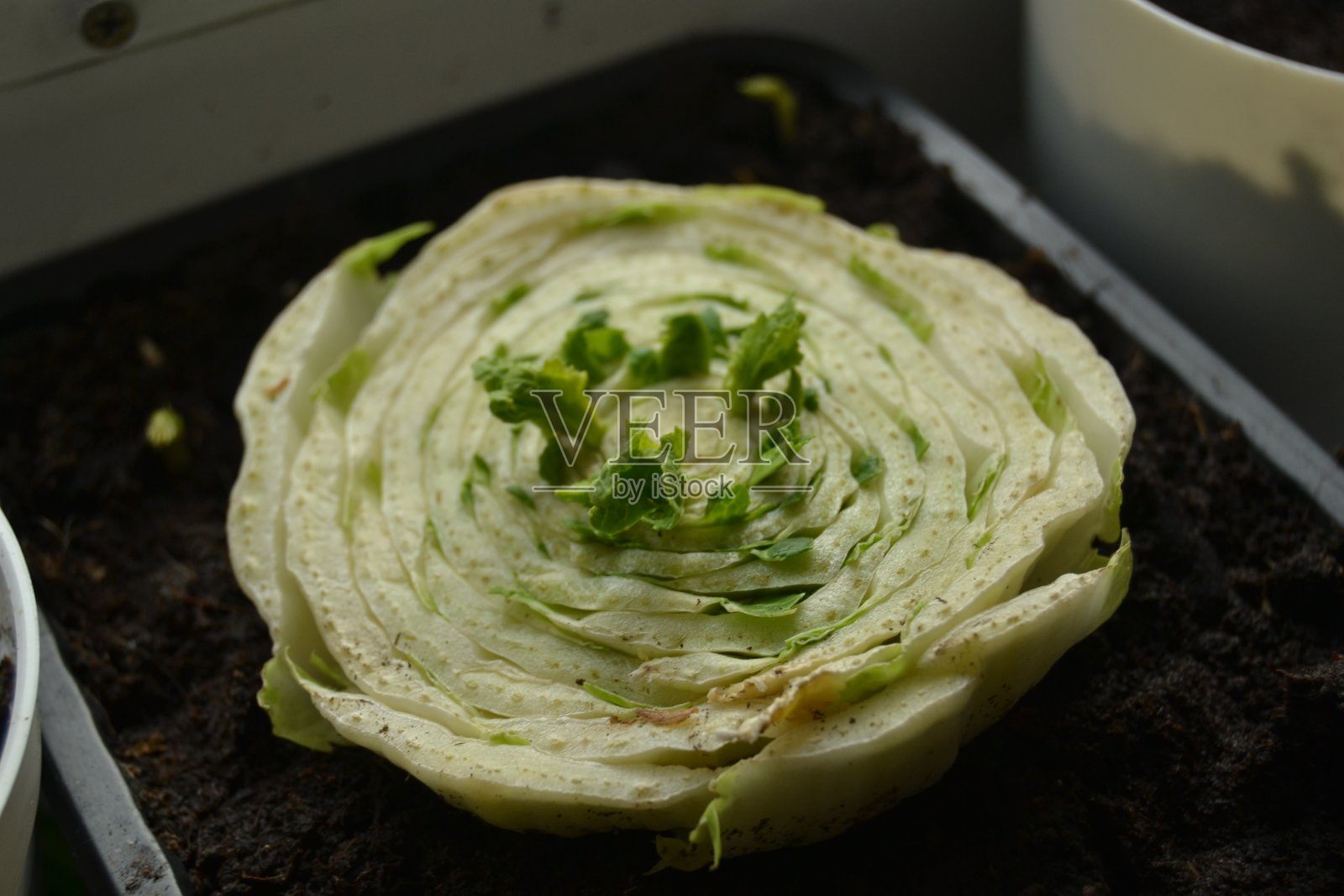 在家里重新种植食物照片摄影图片