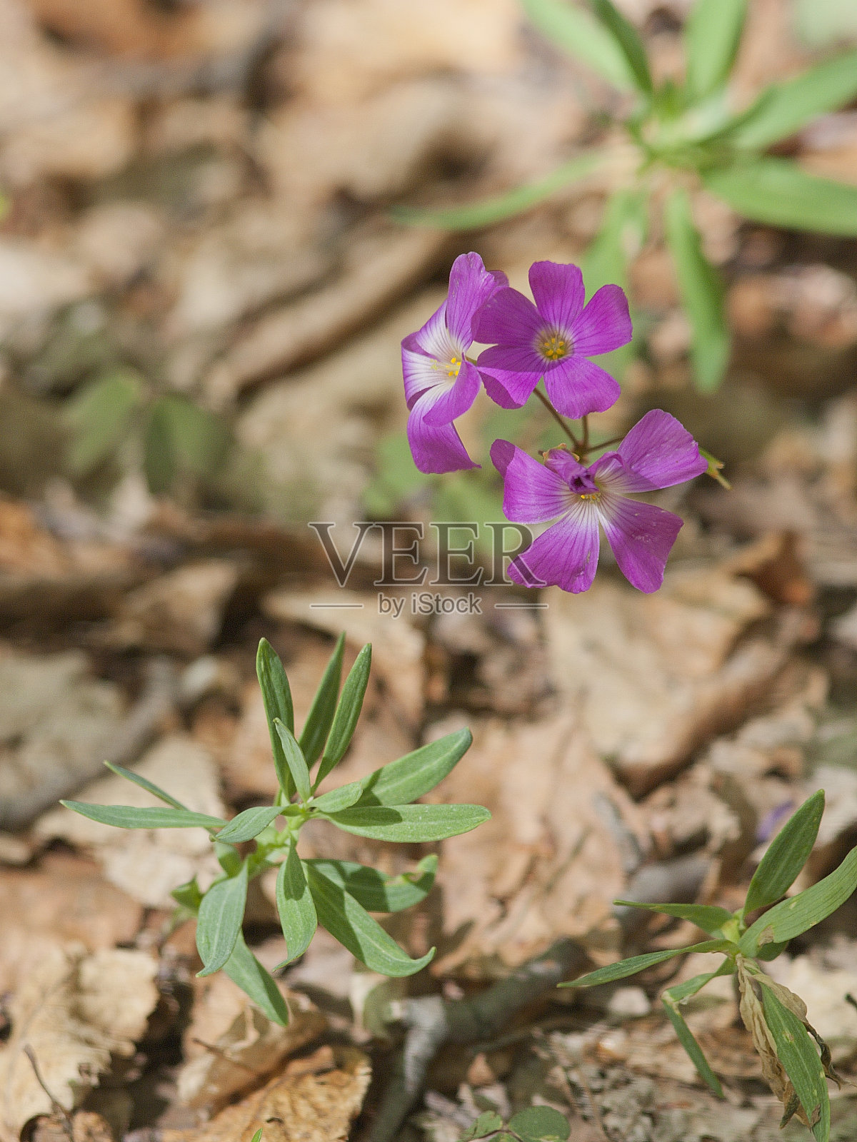 几朵天竺葵的花照片摄影图片