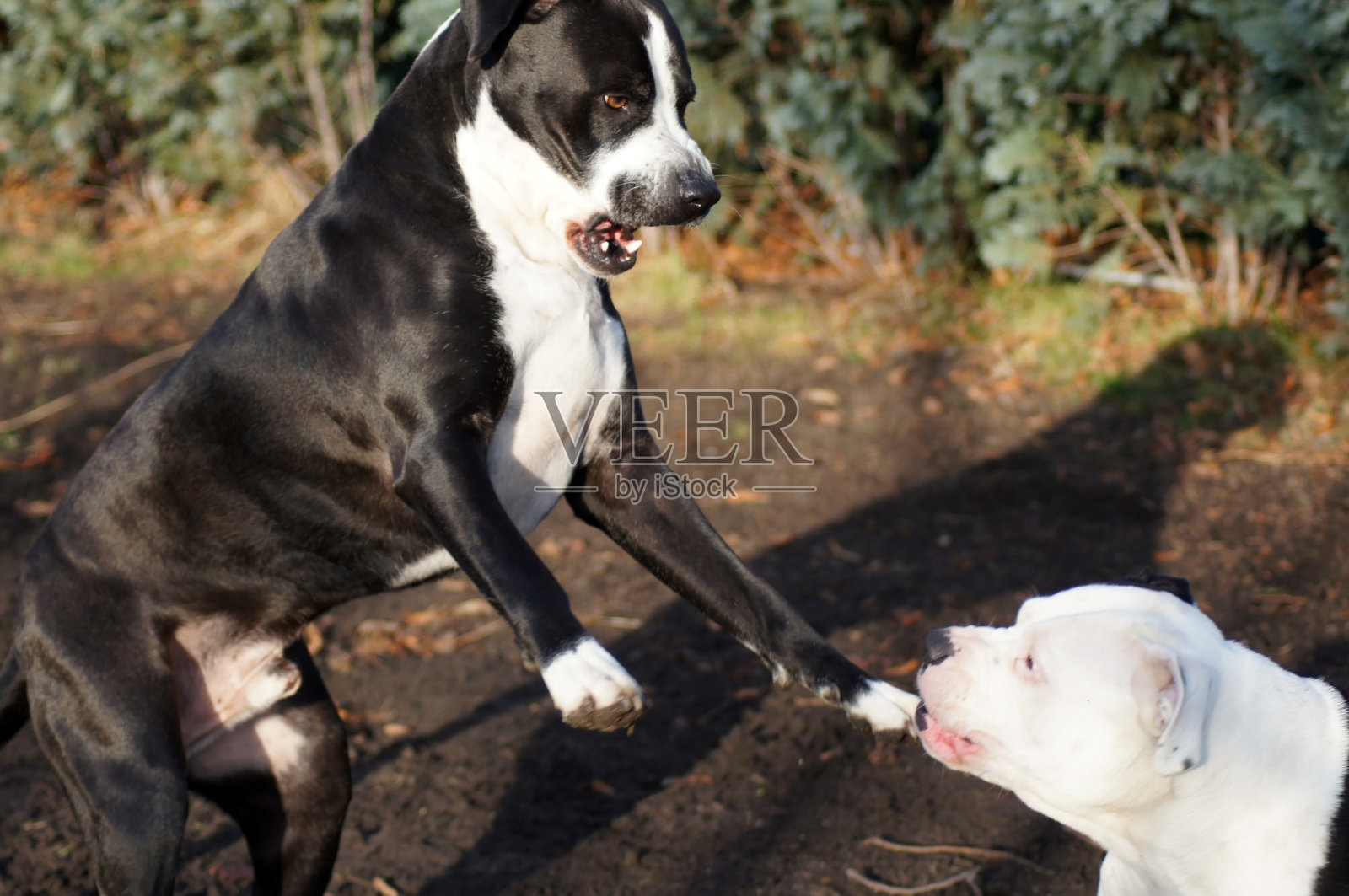 两只牛头犬互相打狗照片摄影图片