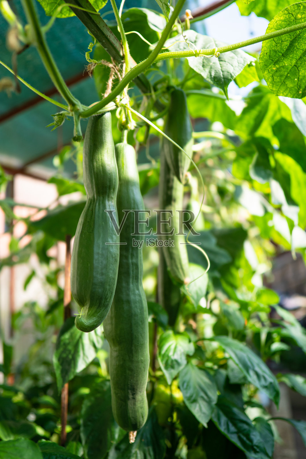 温室里新鲜成熟的黄瓜照片摄影图片