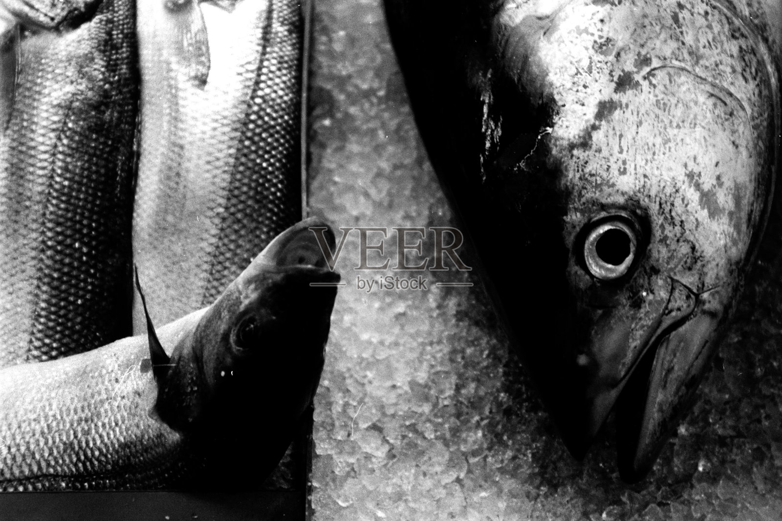 鱼被捕获并准备出售的图像。“n照片摄影图片