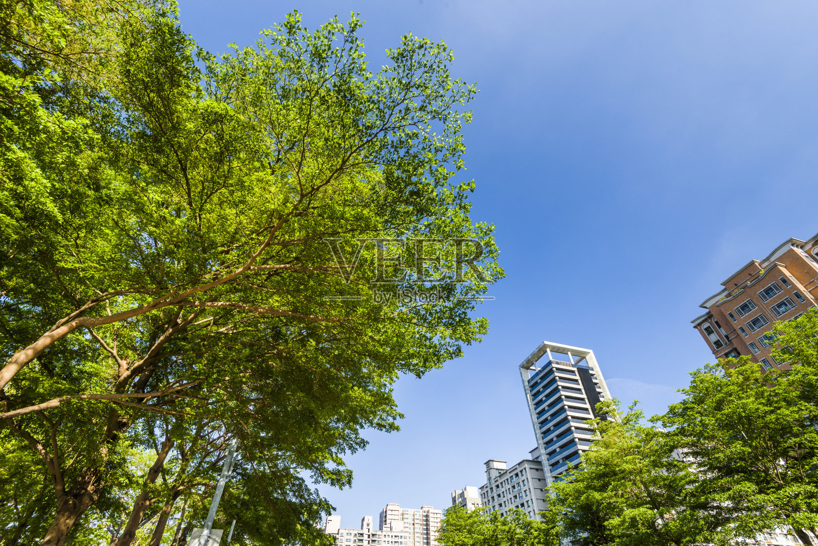 绿树伴着蓝天照片摄影图片