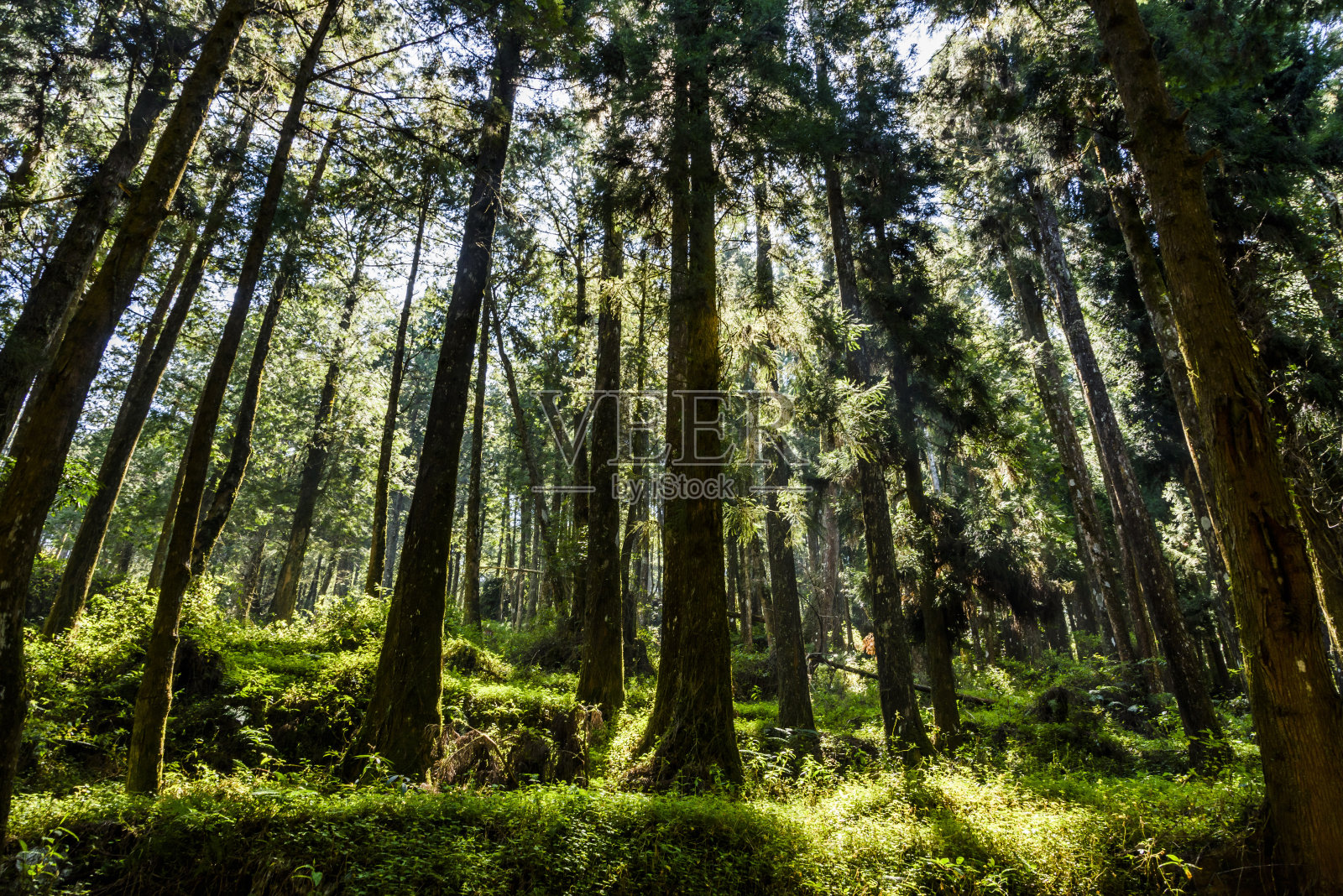 阿里山的森林位于台湾嘉义。照片摄影图片