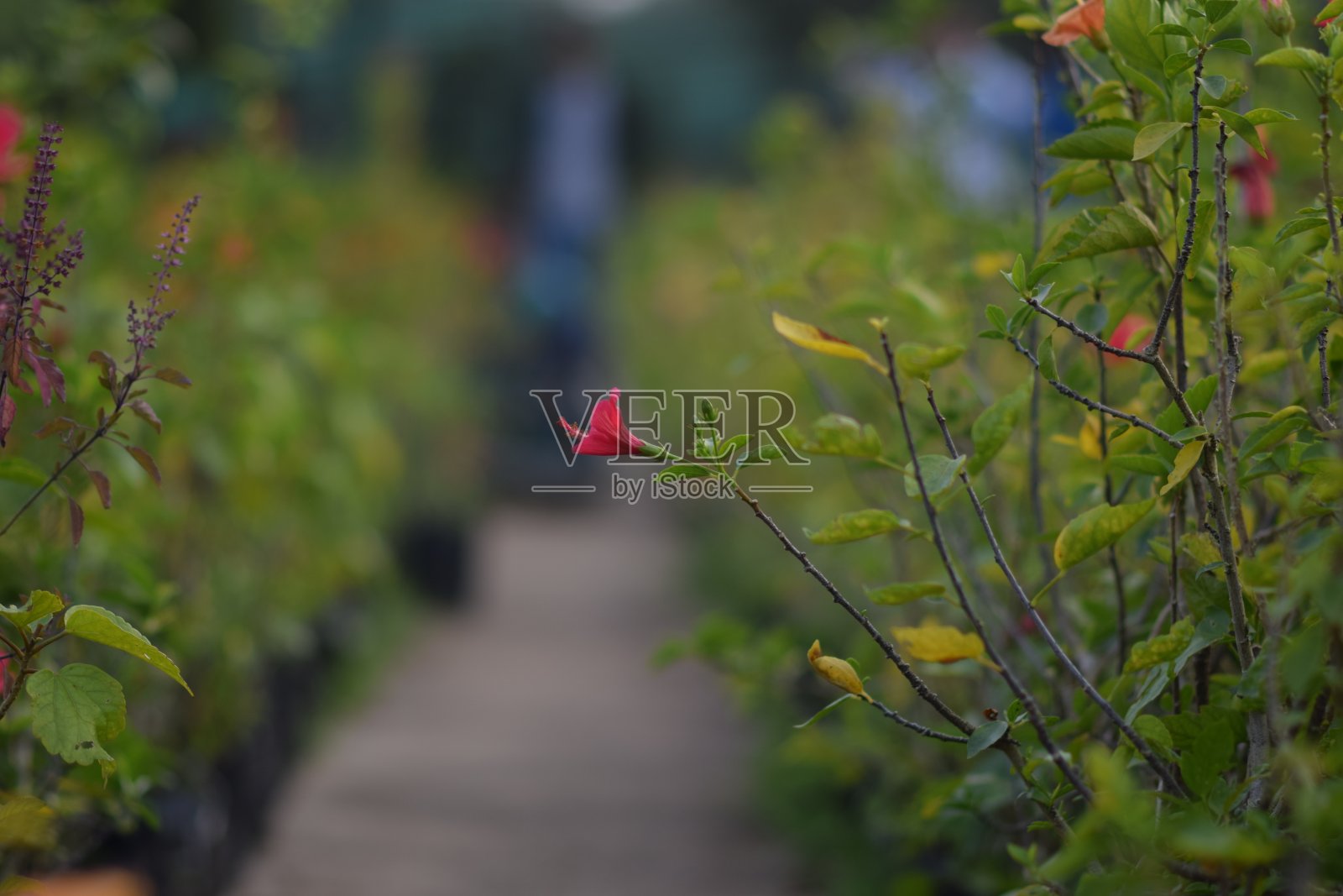 海湾里的花照片摄影图片