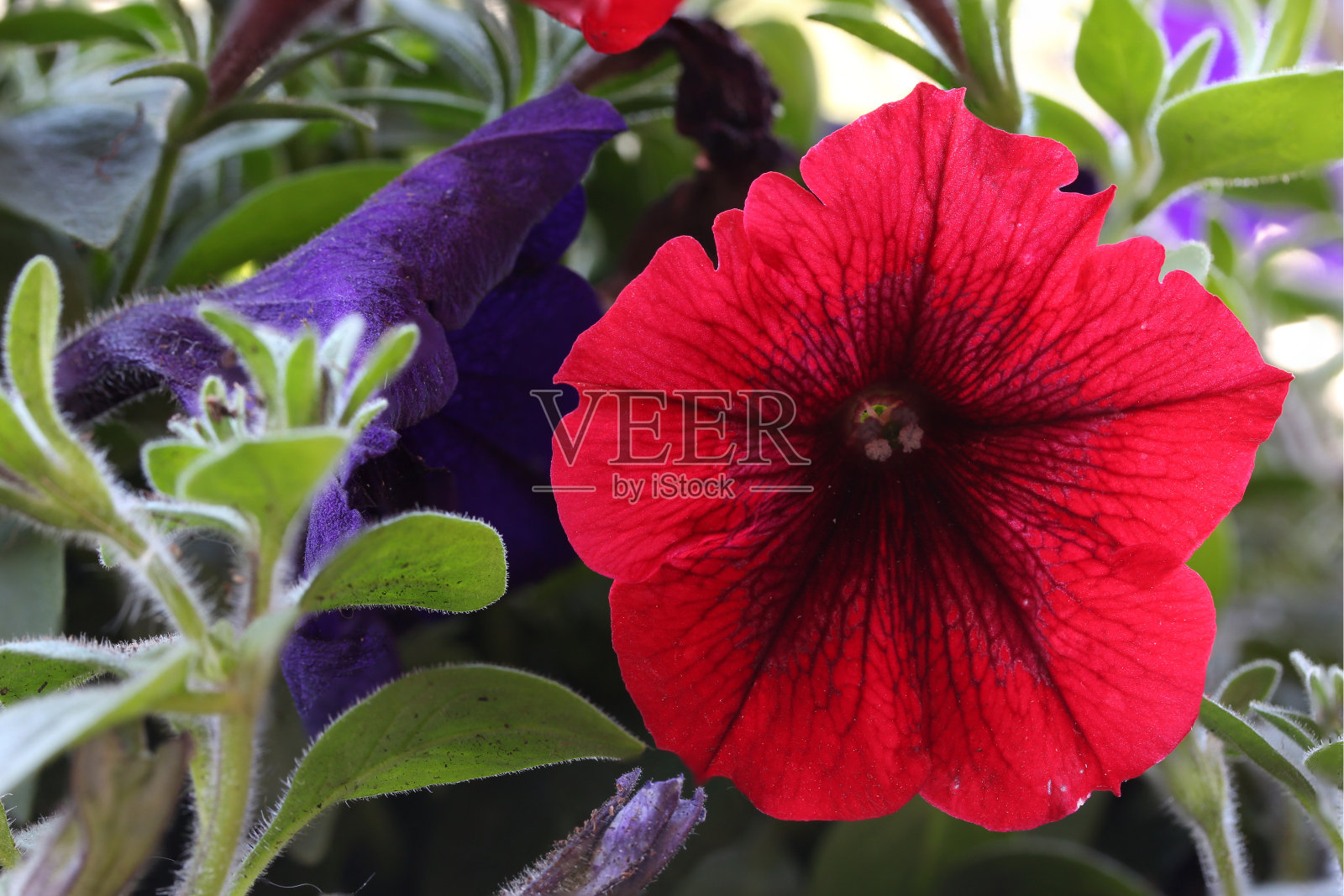 红色矮牵牛花特写照片摄影图片