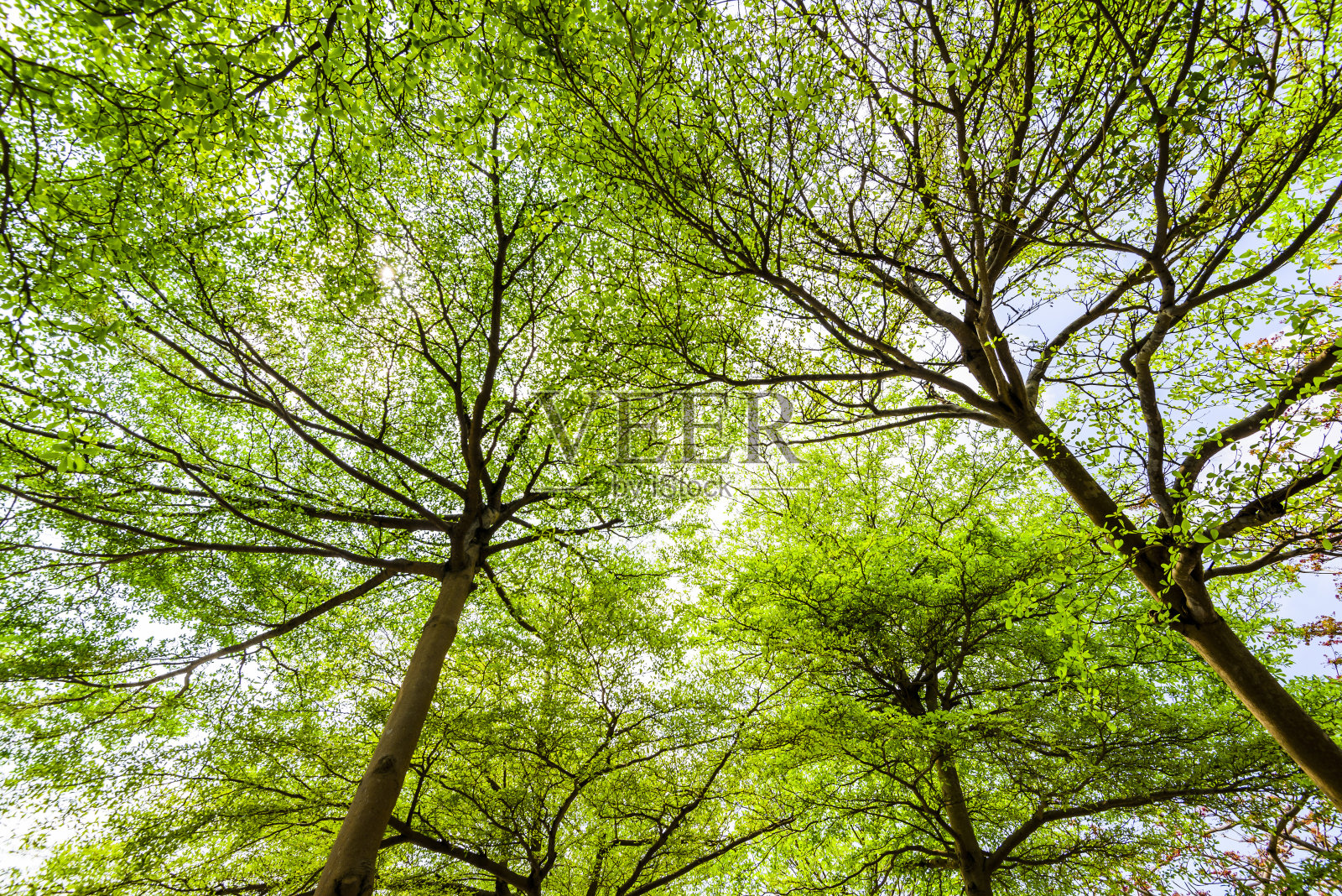 公园里有绿树照片摄影图片