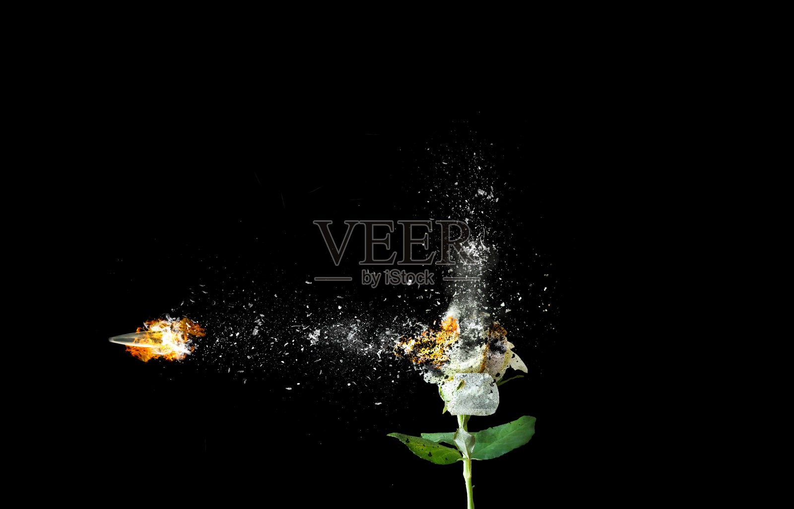 孤立在黑色背景上的白玫瑰。火焰中燃烧的花朵。子弹从枪里出来。艺术形象。照片摄影图片