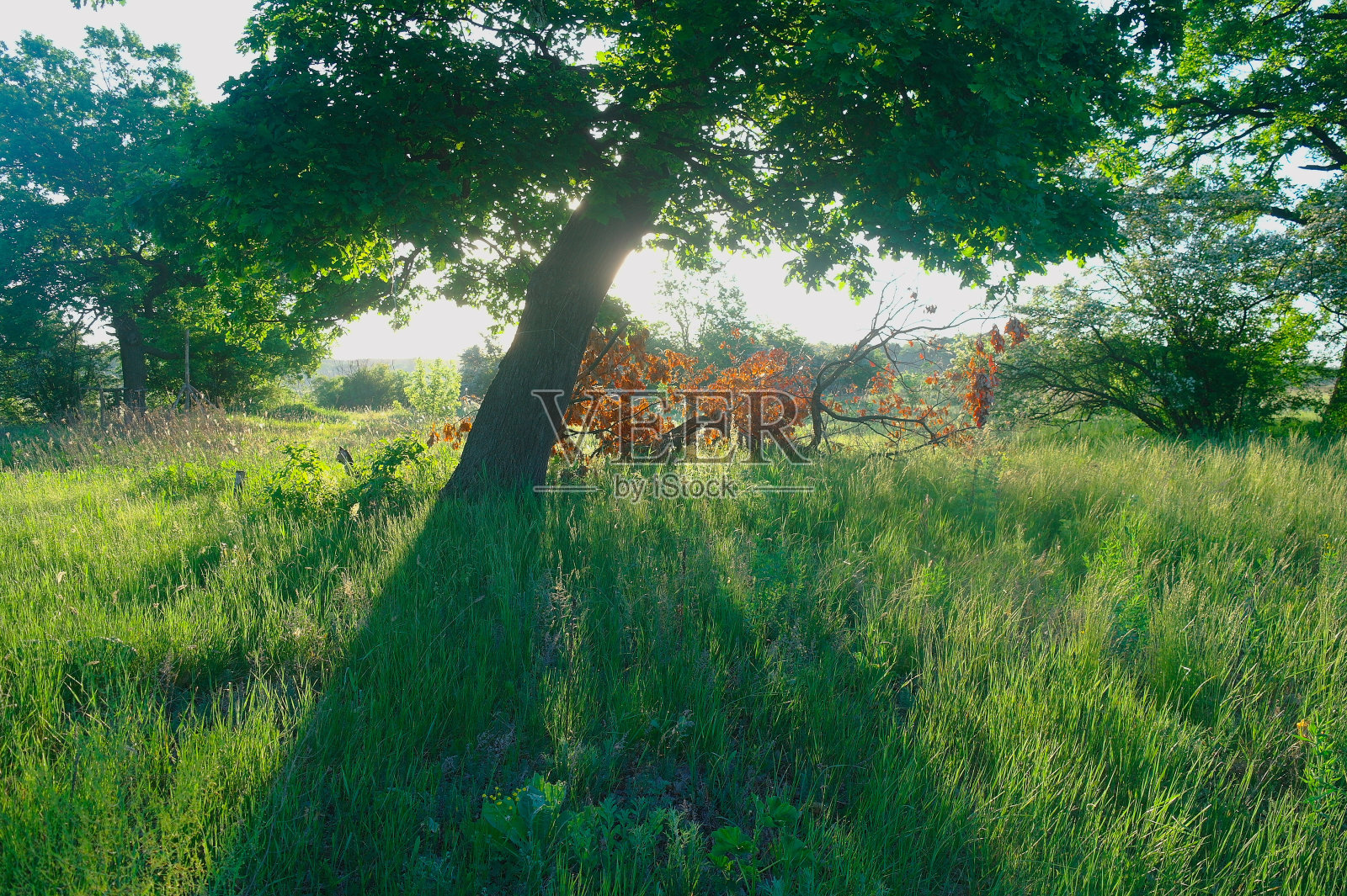 晴朗的早晨,林中空地照片摄影图片