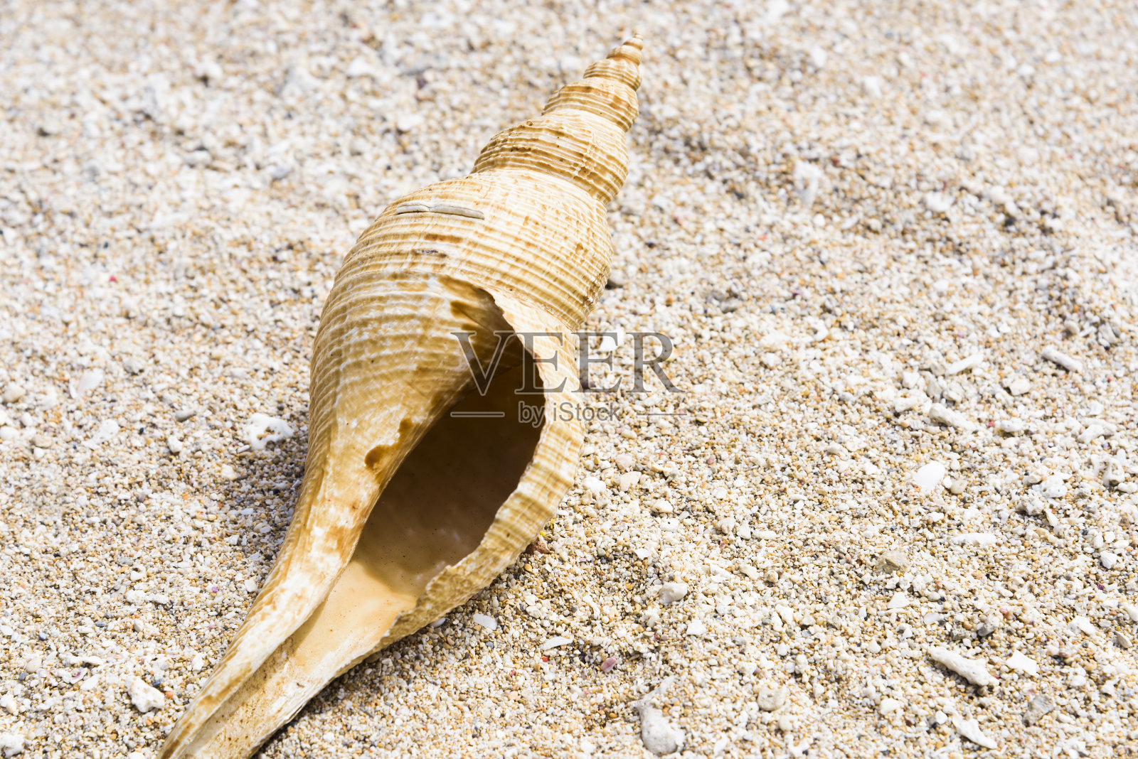 贝壳孤立在海滩的背景下照片摄影图片