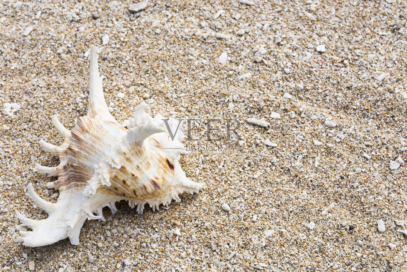 贝壳孤立在海滩的背景下照片摄影图片