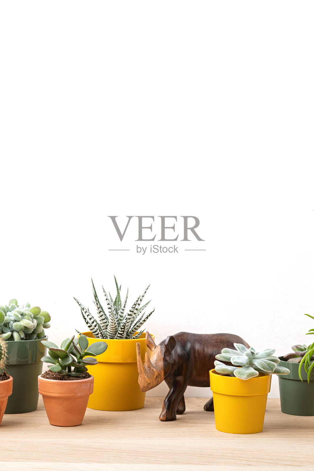 收集各种多肉植物和植物在彩色盆。盆栽仙人掌和室内植物靠墙。时尚的室内花园照片摄影图片