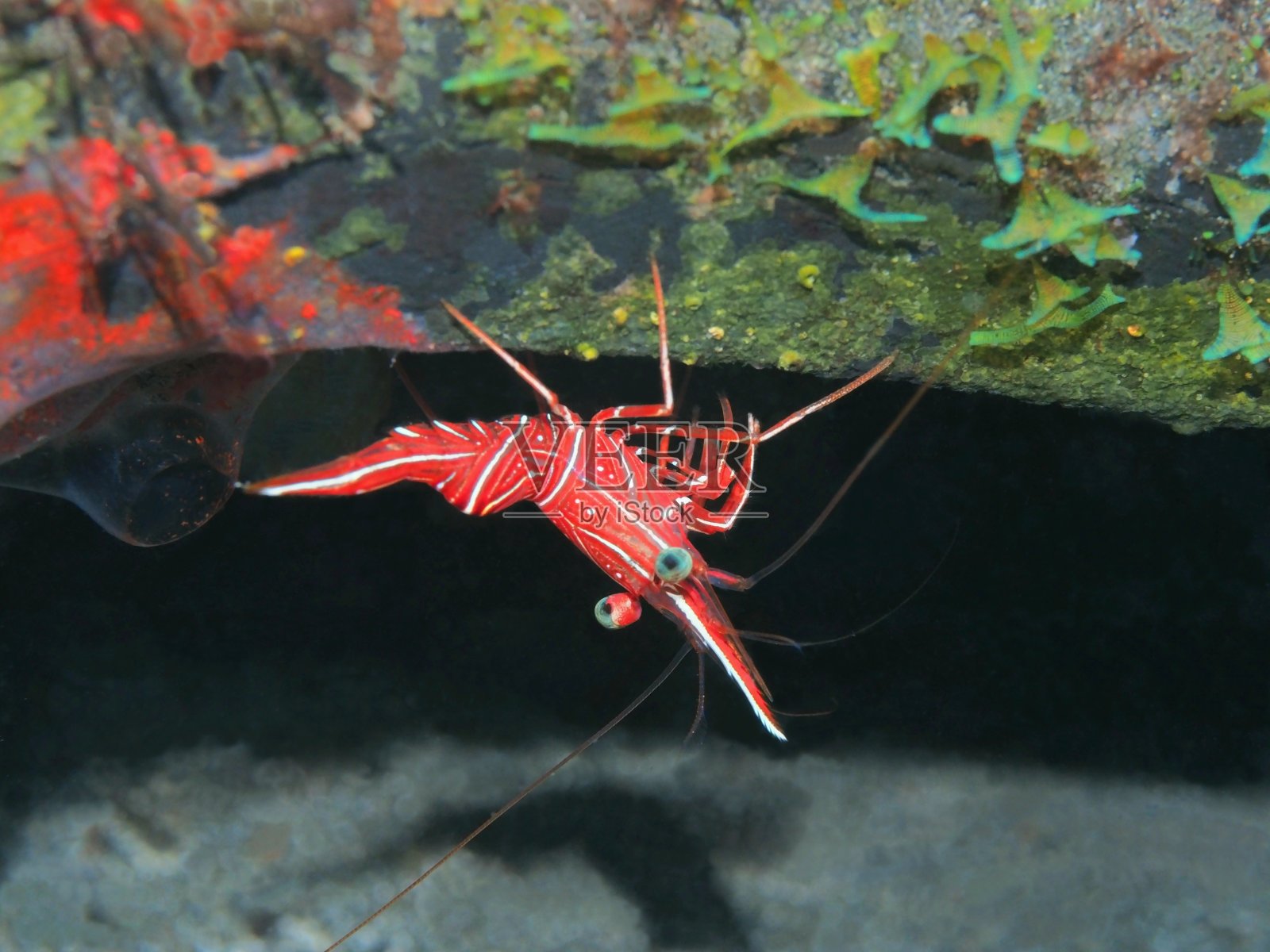 珊瑚虾照片摄影图片