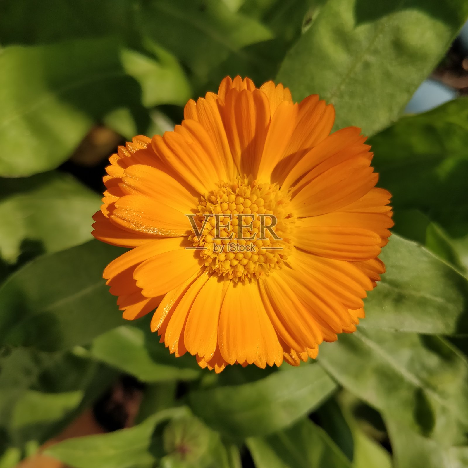 美丽的,鲜艳的橙色金盏花或盆栽金盏花。照片摄影图片