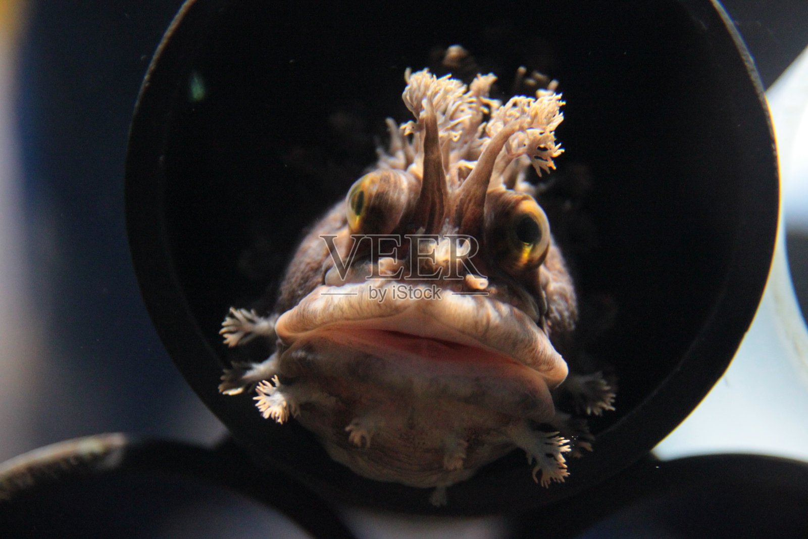 透过水族缸的陶土管看深海的鱼照片摄影图片