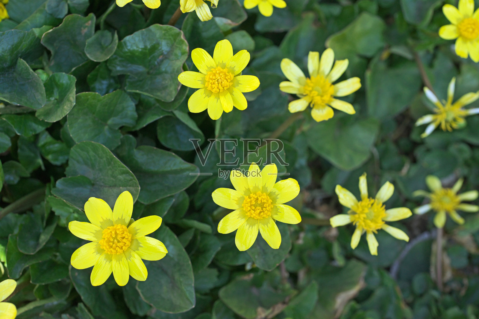 维尔纳照片摄影图片