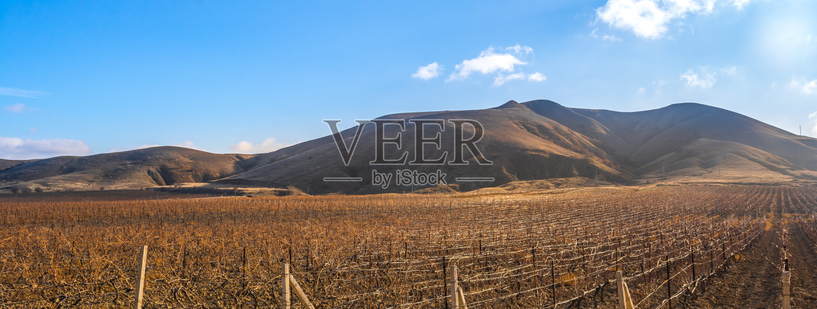 葡萄园种植照片摄影图片