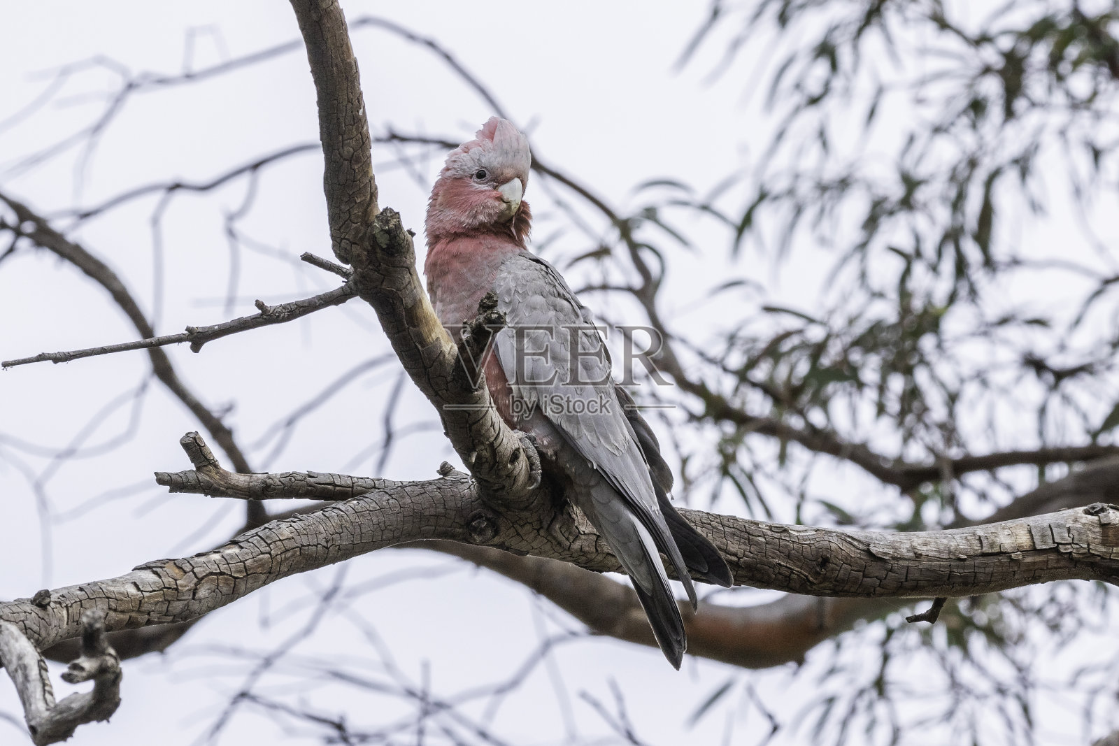 树上不成熟的大加拉照片摄影图片