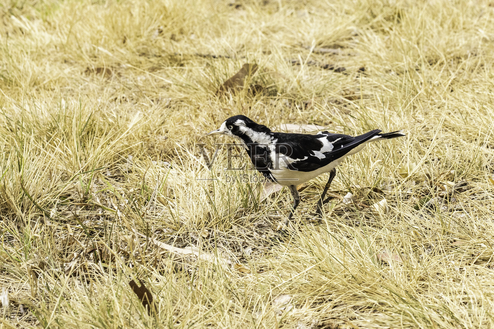 正在寻找食物的喜鹊照片摄影图片