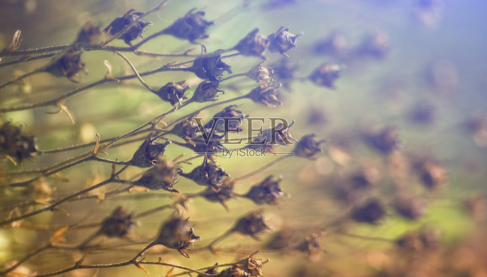 夏天在花园里播种。宏。照片摄影图片