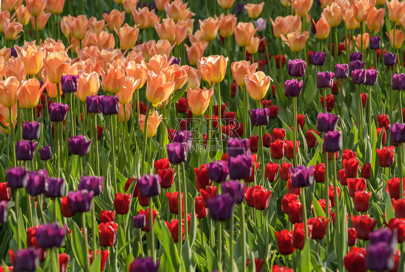 2019年5月在圣彼得堡的埃拉金岛举行的郁金香节。照片摄影图片