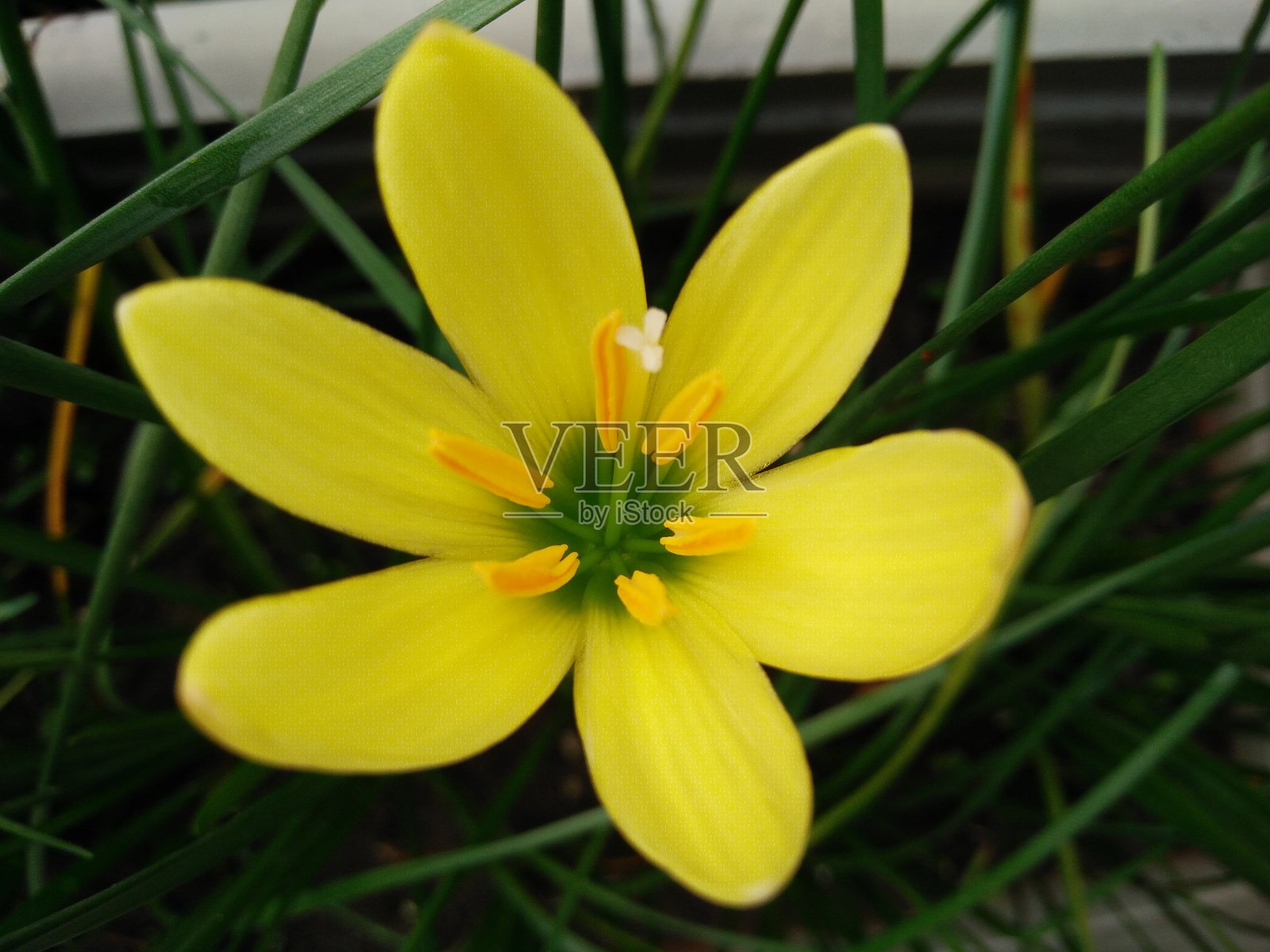 西风草是菊科中温带和热带植物的一个属。它也被称为仙女百合,雨花,和风,魔法,阿塔马斯科或雨百合。黄颜色的莉莉。照片摄影图片