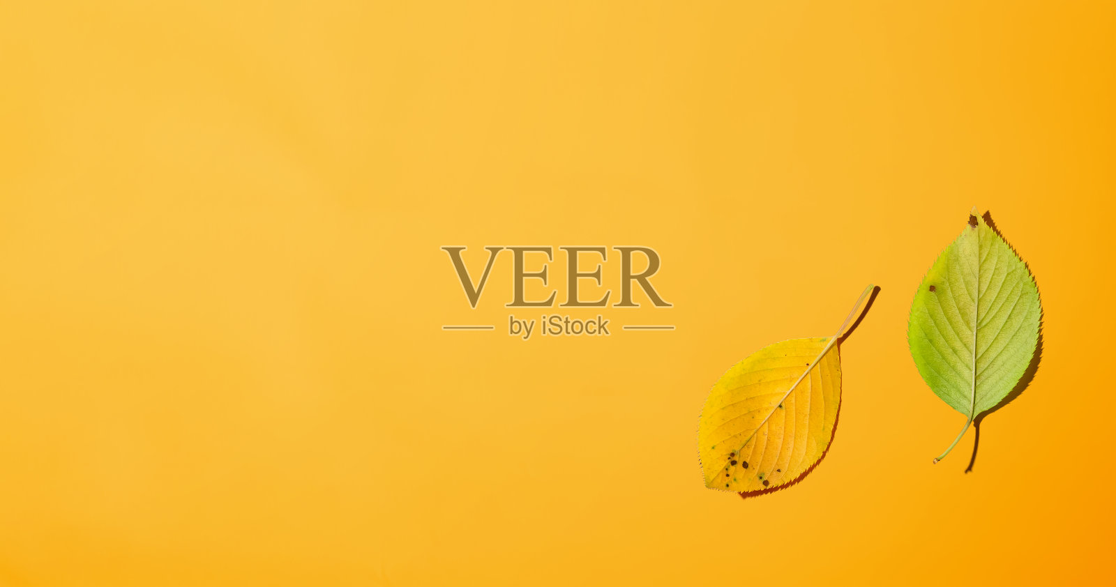 秋叶从天而降照片摄影图片