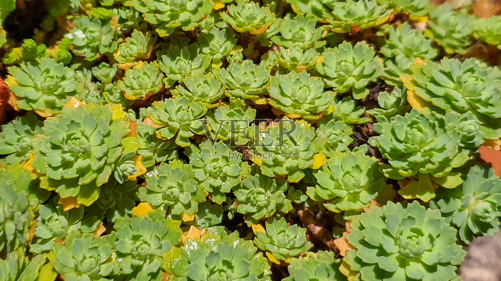 高山植物特写照片摄影图片