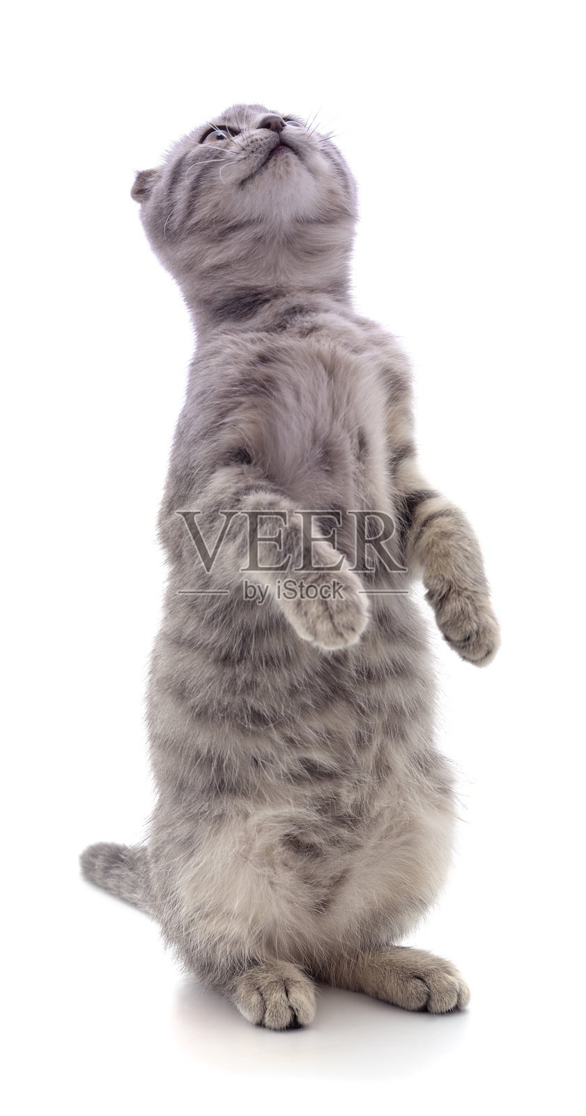 抬头看的猫。照片摄影图片