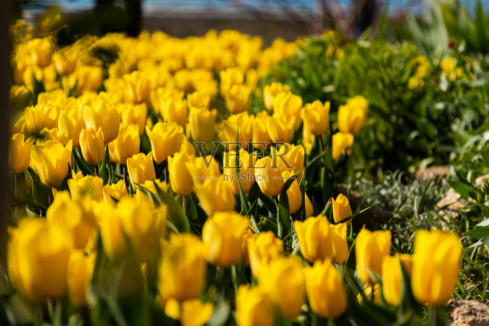 街上黄色的郁金香特写照片摄影图片