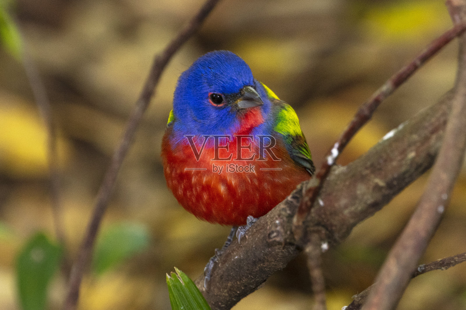 男性画彩旗照片摄影图片