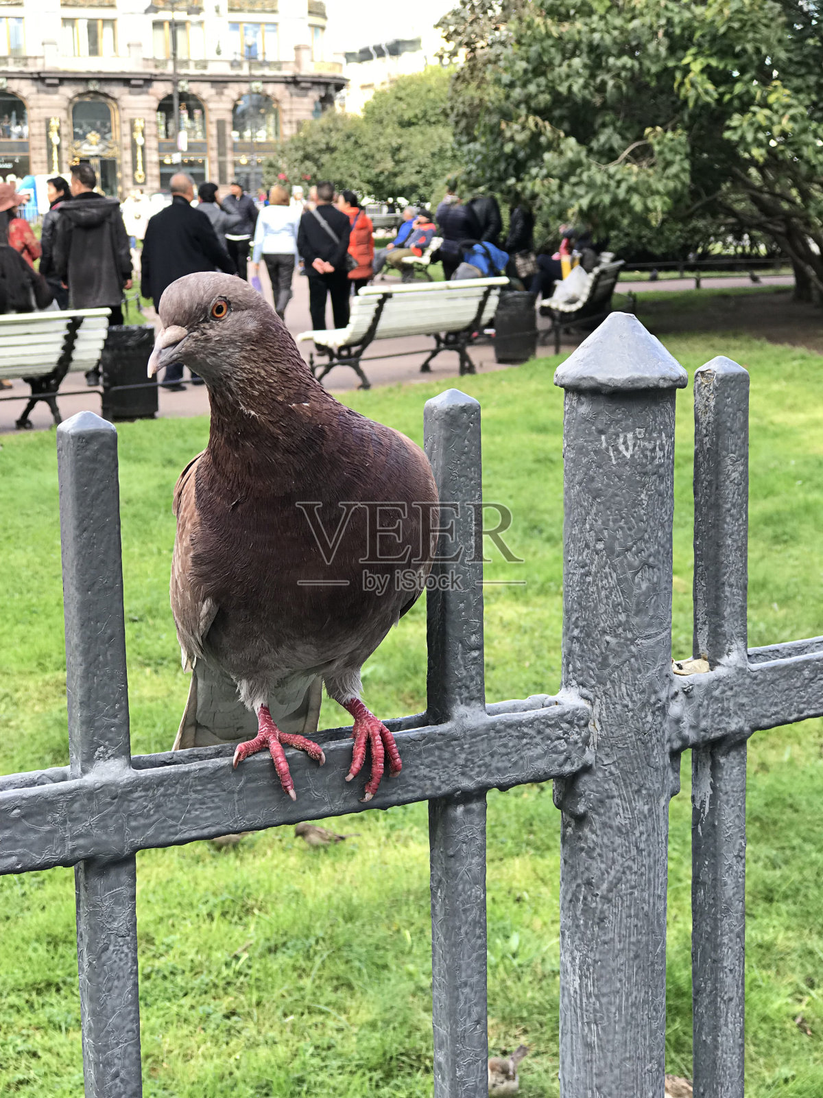 俄罗斯圣彼得堡公园里的岩鸽或岩鸽或普通鸽子。照片摄影图片