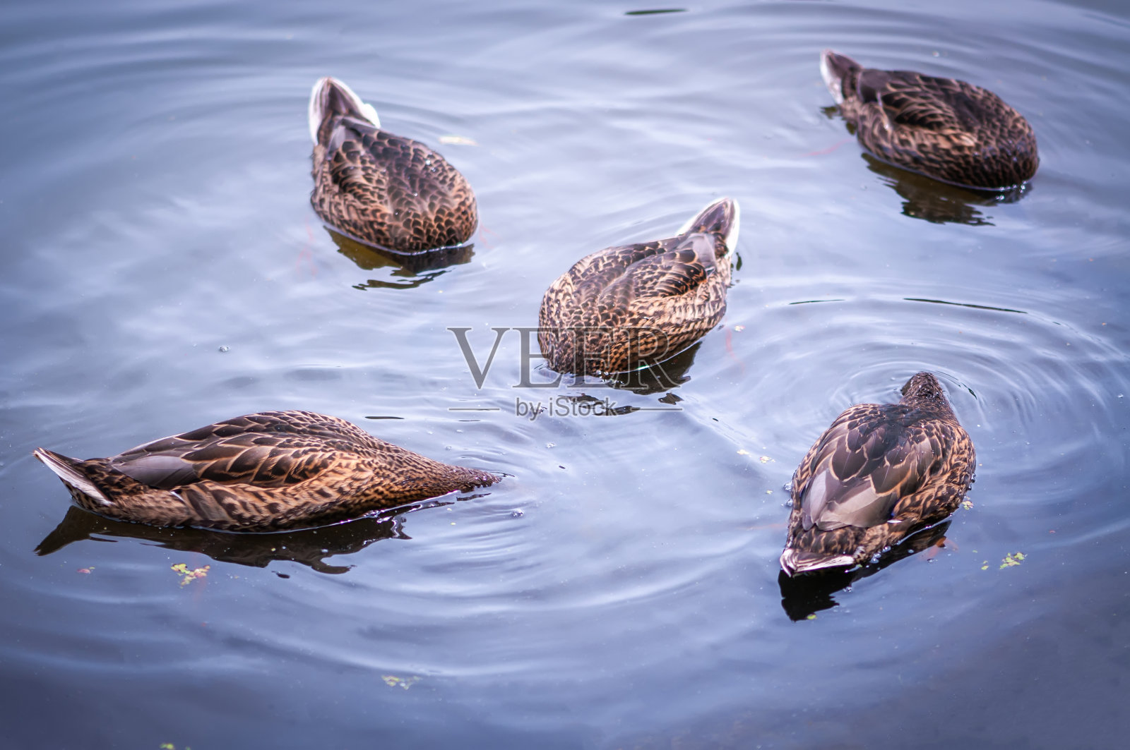 一群鸭子在水下捕猎,低头照片摄影图片