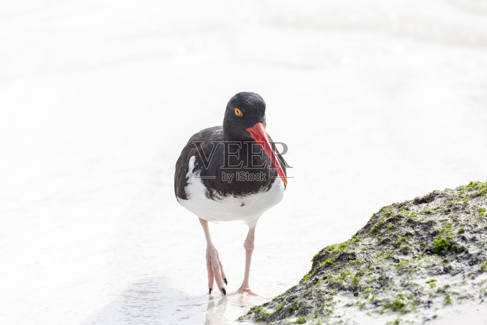 美国斑驳的蛎鹬照片摄影图片