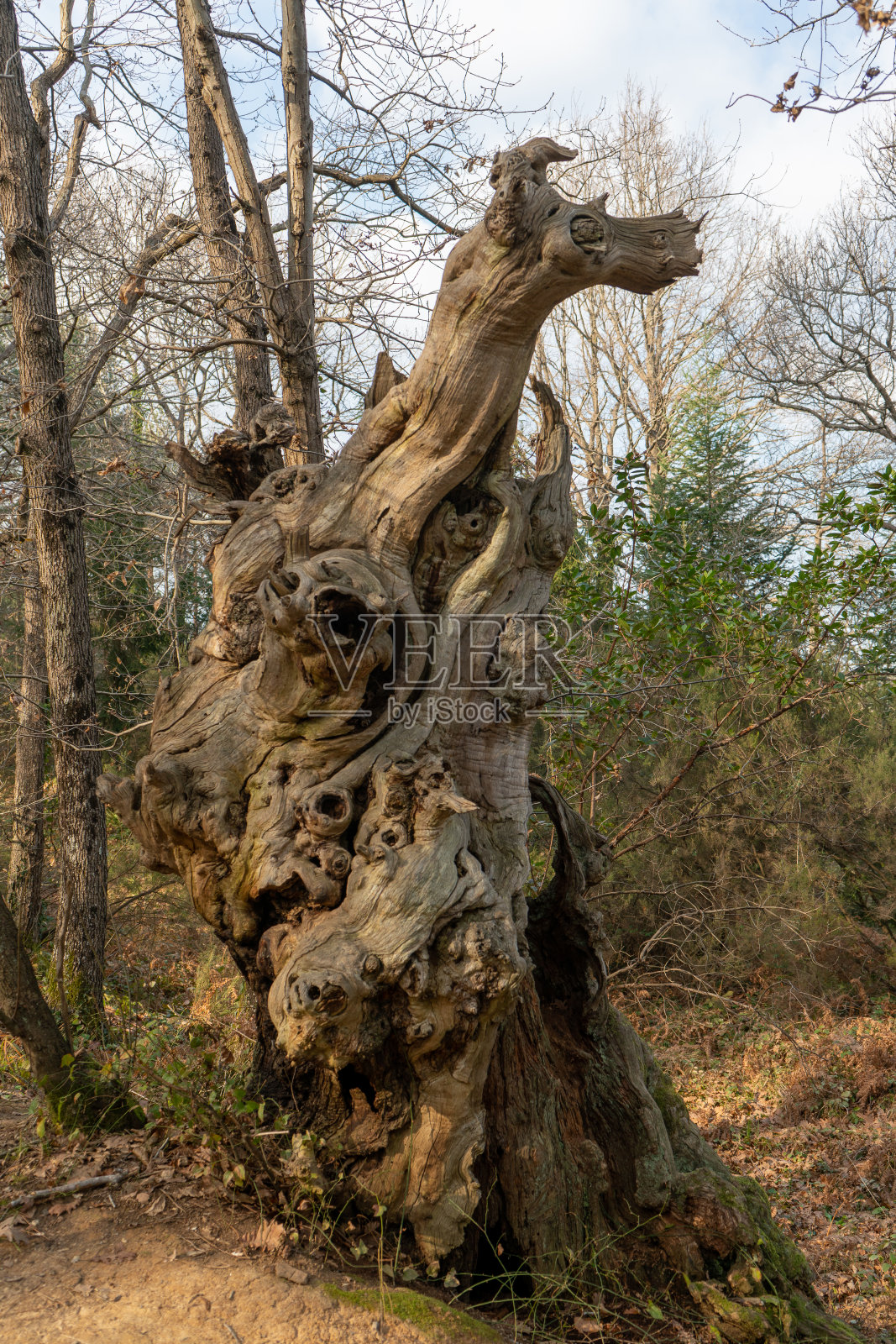 特殊的形象树照片摄影图片