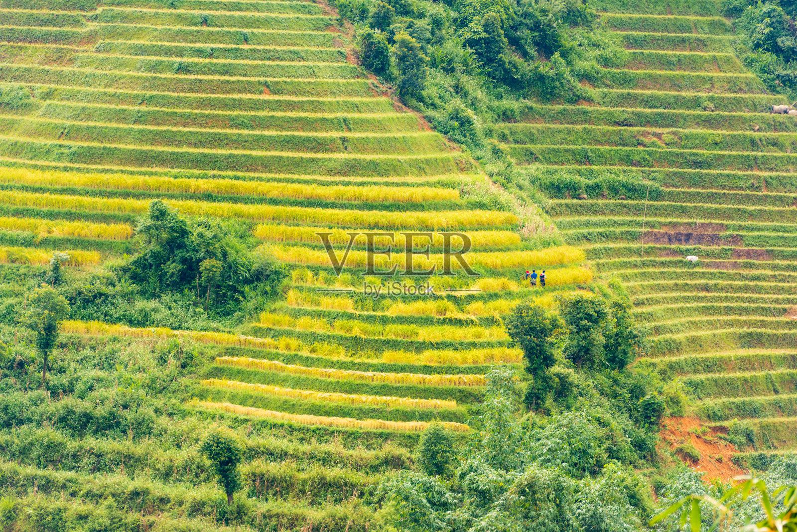 五颜六色的梯田和收获的稻田在山上照片摄影图片