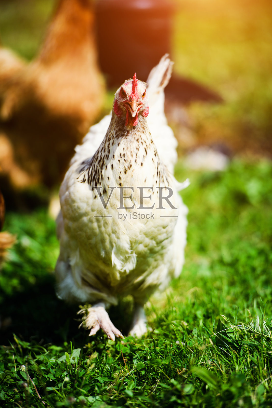 农场里的鸡照片摄影图片