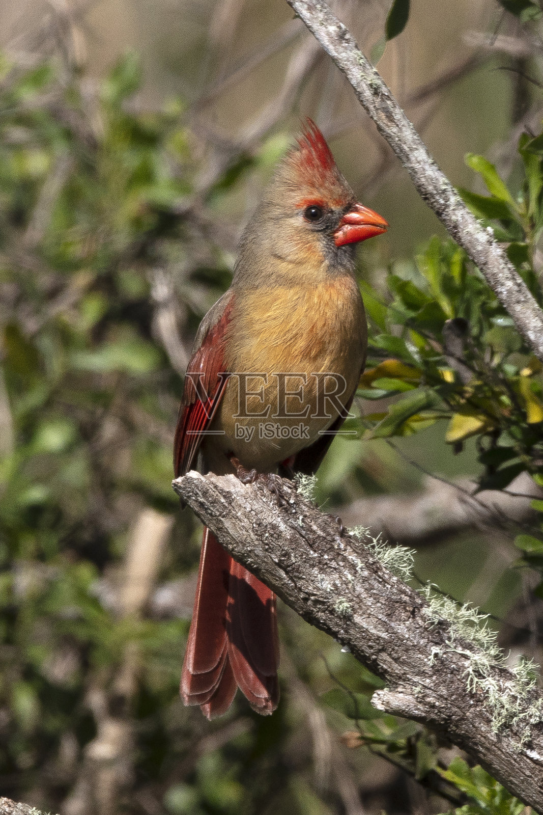 北部的红衣主教照片摄影图片