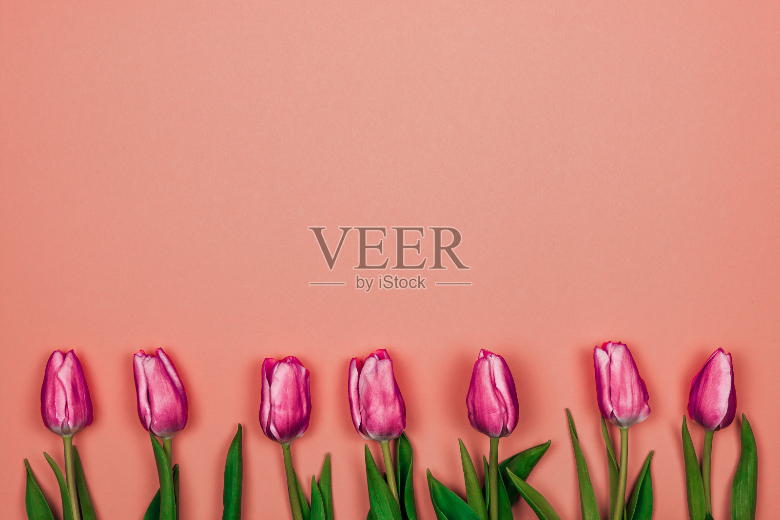 妇女节的名片。在粉红色的背景下,七排粉红色的郁金香照片摄影图片