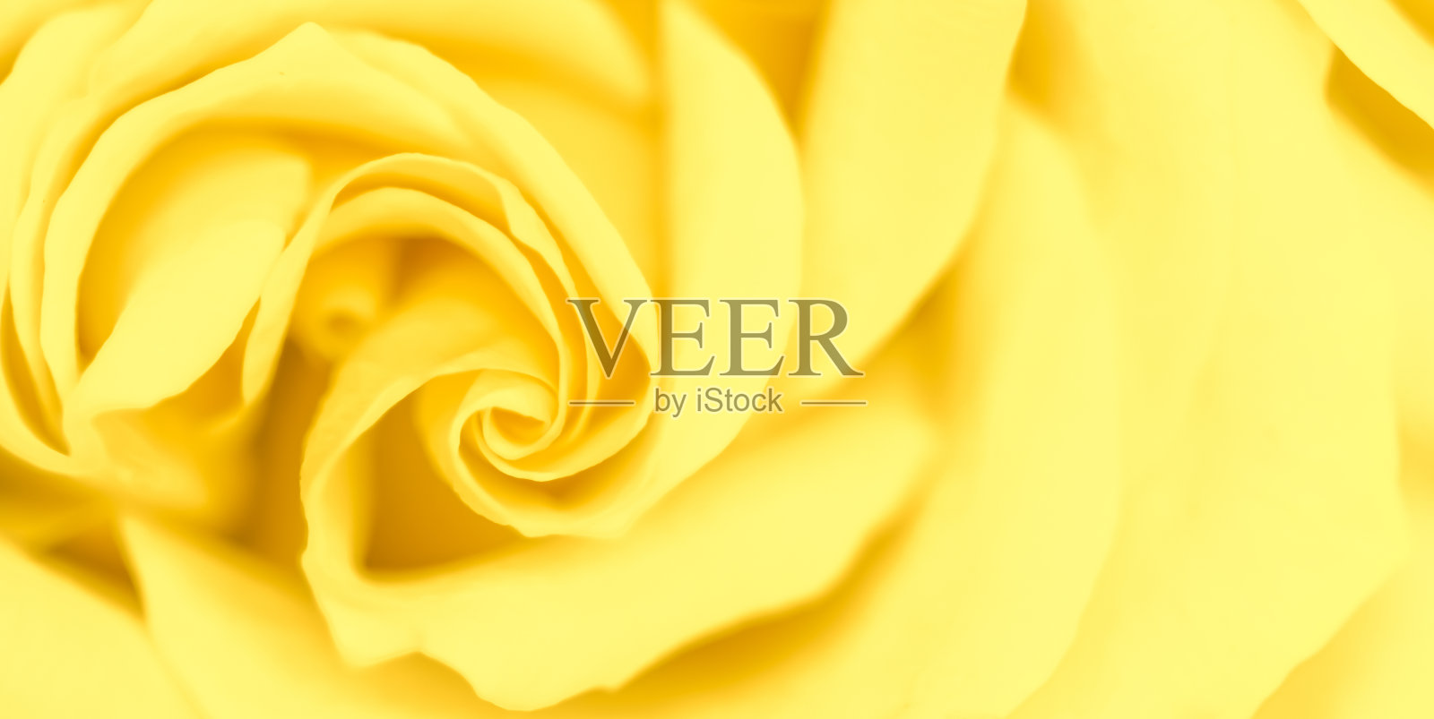 柔和的焦点,抽象的花背景,黄玫瑰花。宏图花卉背景假日品牌设计照片摄影图片