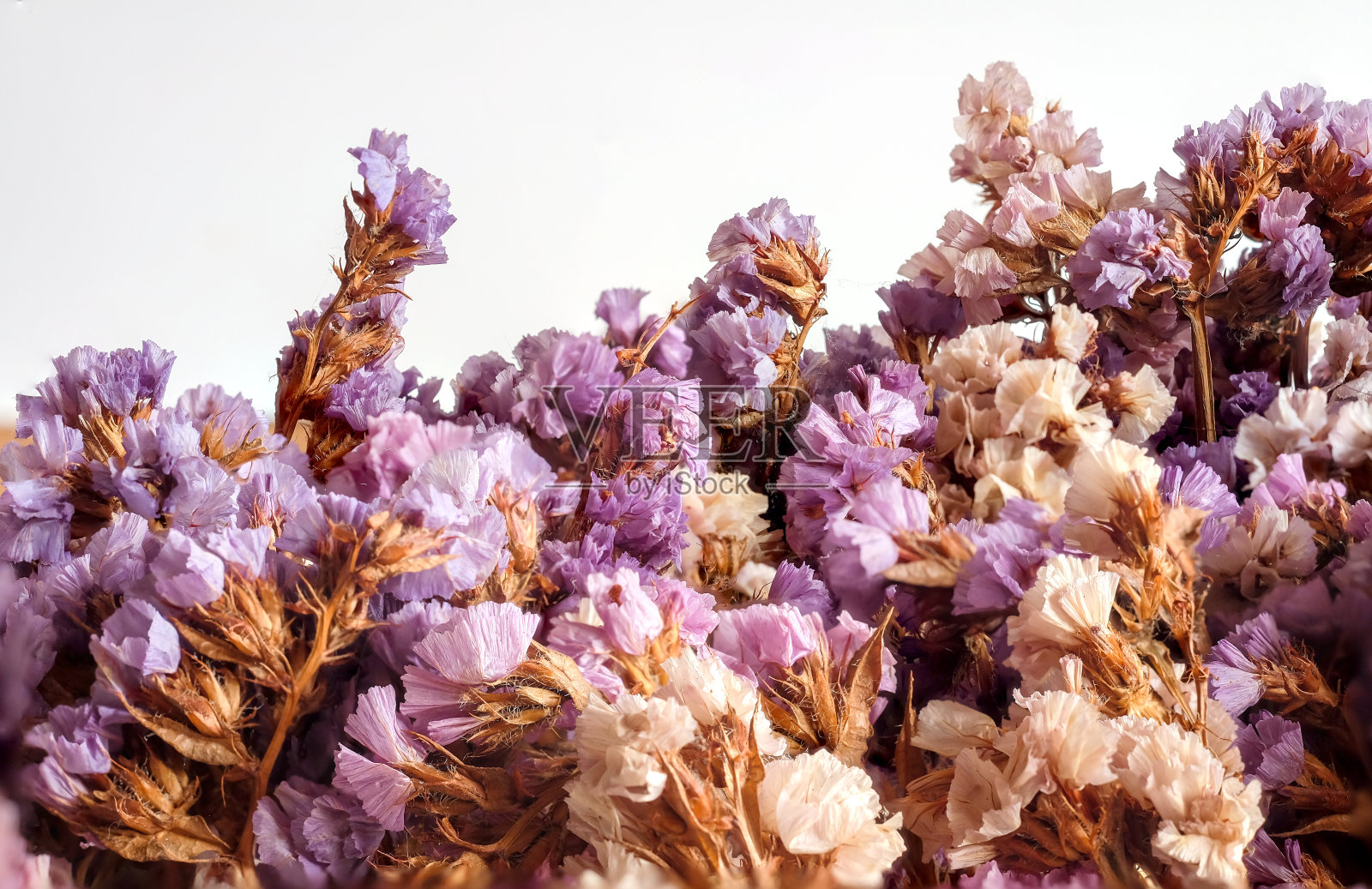 白色背景上的干粉花。照片摄影图片