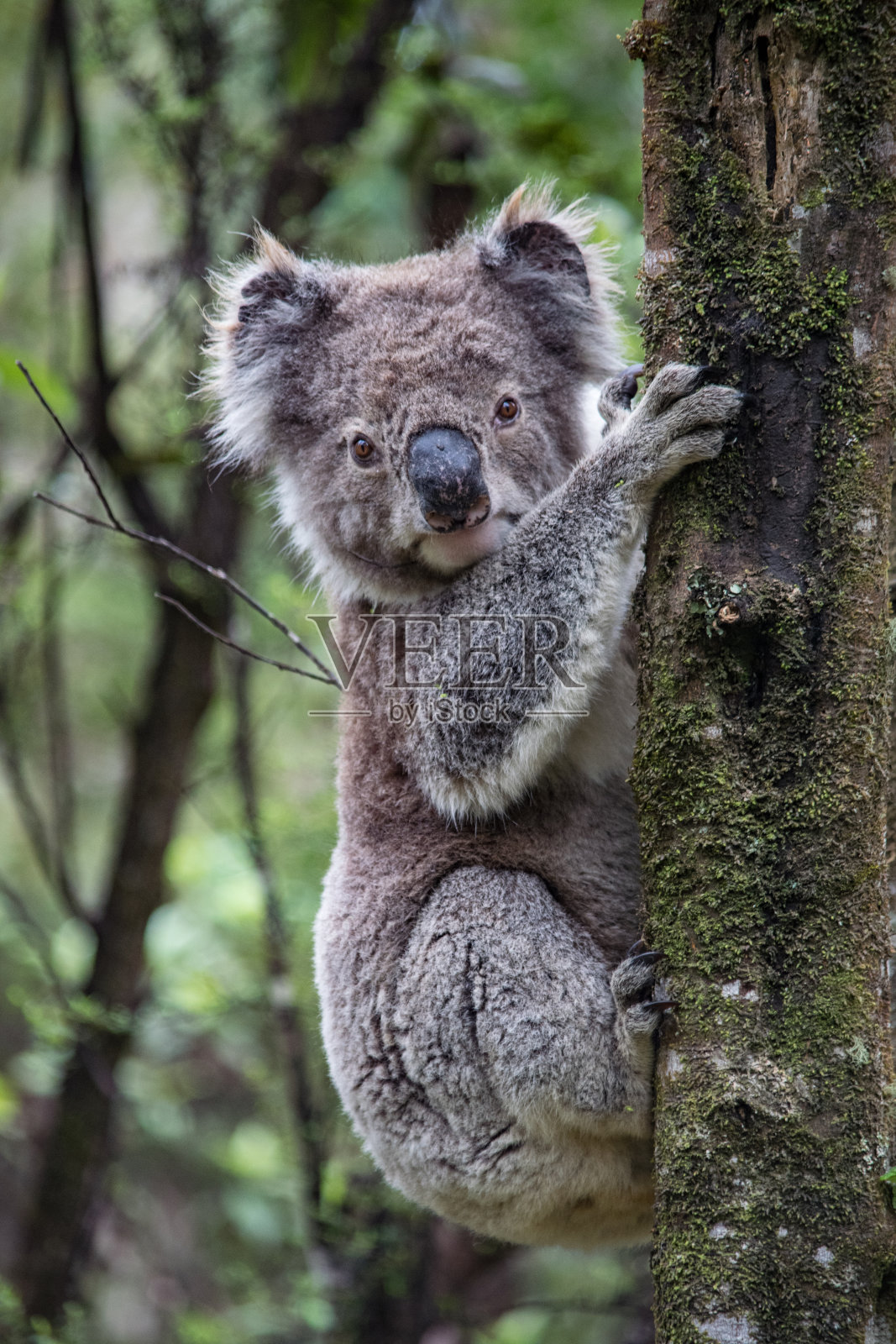 大奥特威国家公园的考拉照片摄影图片