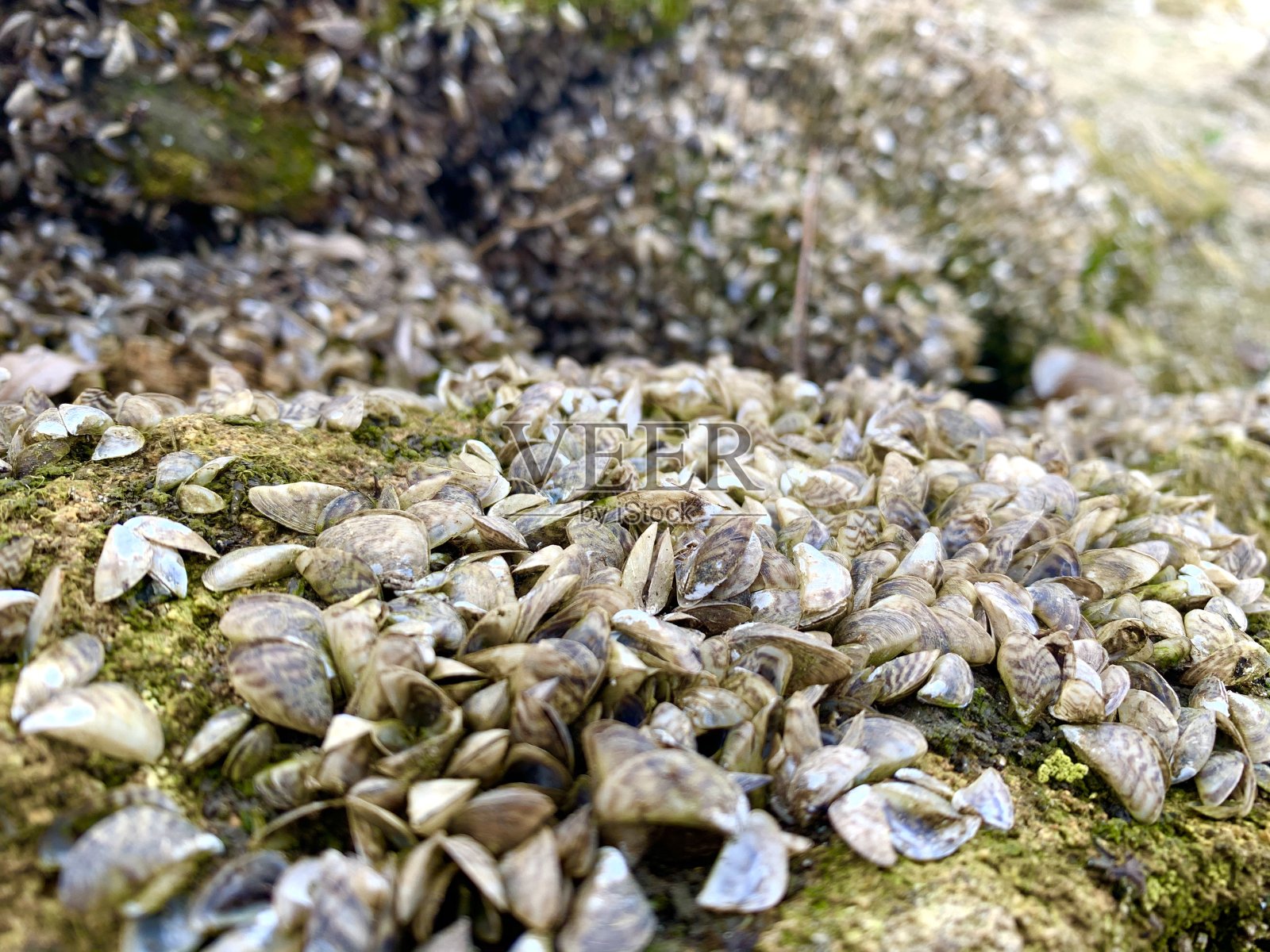 贝壳照片摄影图片