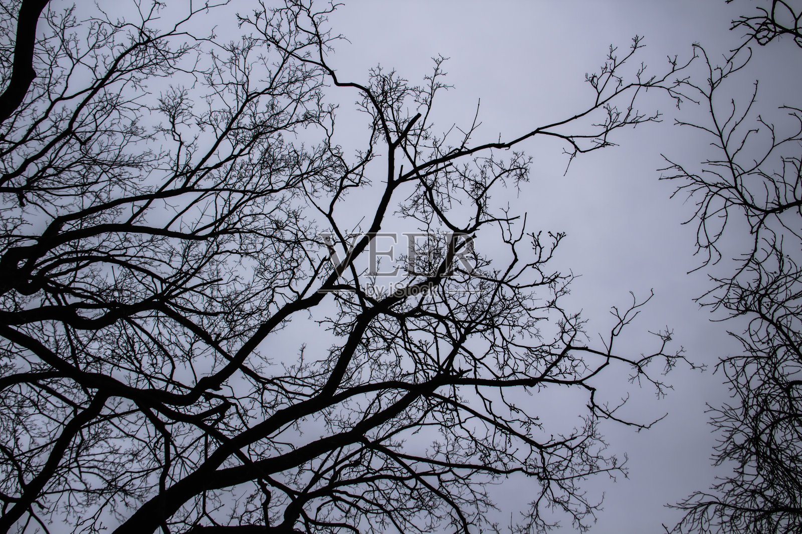 一棵树在灰色的天空上分枝。A主要是阴天。透过树枝仰望灰色的天空。灰色天空前美丽的黑色树枝。灰蒙蒙的天空映衬着光秃秃的树木。照片摄影图片